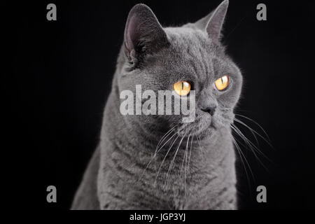 Porträt einer grauen Britisch Kurzhaar Katze auf einem schwarzen Hintergrund Stockfoto