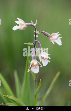 Marsh Helleborine (Epipactis Palustris), Emsland, Niedersachsen, Deutschland Stockfoto