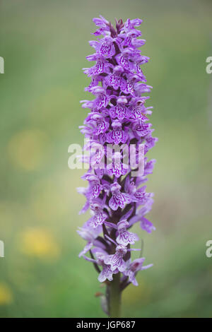 Moorland entdeckt Orchidee (Dactylorhiza Maculata), Emsland, Niedersachsen, Deutschland Stockfoto