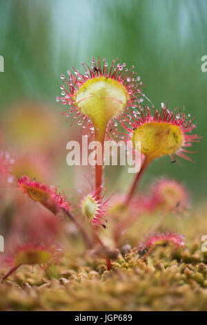 Sonnentau (Drosera Rotundifolia), Emsland, Niedersachsen, Deutschland Stockfoto