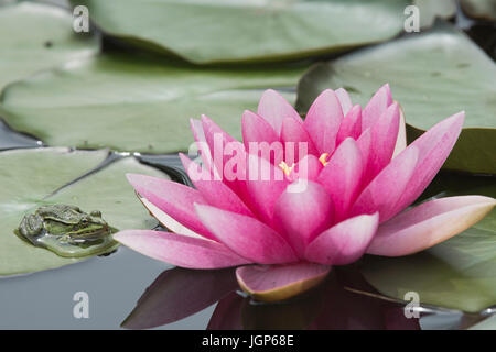 Rosa Seerose (Nymphaea Sorte) und essbare Frosch (Rana Esculenta), Emsland, Niedersachsen, Deutschland Stockfoto