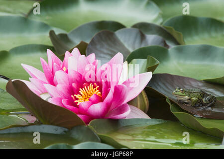 Rosa Seerose (Nymphaea Sorte) und essbare Frosch (Rana Esculenta), Emsland, Niedersachsen, Deutschland Stockfoto