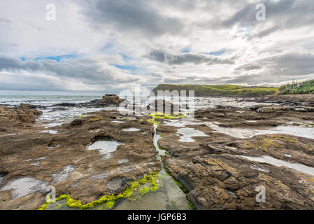 Versteinerter Wald, Curio Bay, Southland, Südinsel, Neuseeland Stockfoto