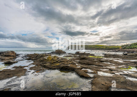 Versteinerter Wald, Curio Bay, Southland, Südinsel, Neuseeland Stockfoto