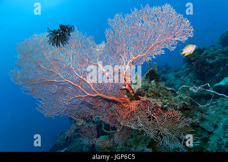 Feather Star (Comantula Rotalarius) sitzen auf Weichkorallen (Annella Mollis), golden Riffbarsche (Amblyglyphidodon Aureus), Palawan Stockfoto