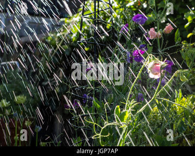 Bewässerung des Gartens mit einem Gartenschlauch im Sommer Stockfoto