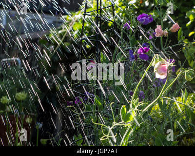 Bewässerung des Gartens mit einem Gartenschlauch im Sommer Stockfoto