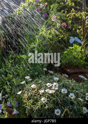 Bewässerung des Gartens mit einem Gartenschlauch im Sommer Stockfoto