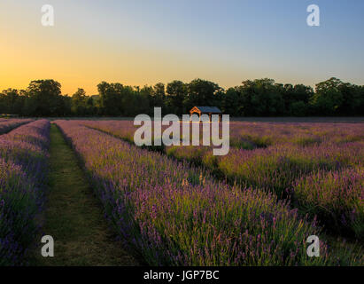 Lavendelfelder in goldenes Licht Stockfoto