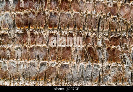 Hintergrund Textur Palm Baumrinde Stamm Stockfoto