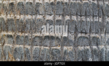 Hintergrund Textur Palm Baumrinde Stamm Stockfoto