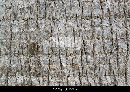 Hintergrund Textur Palm Baumrinde Stamm Stockfoto