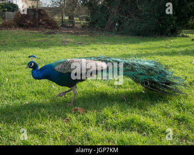 Ein gemeinsames Pfau Stockfoto