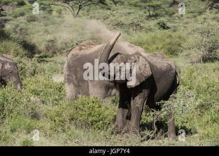 Elefant abstauben, Tansania Stockfoto