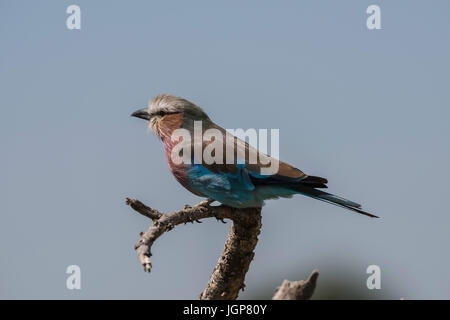 Lilac-breasted Roller thront auf einem Ast, Serengeti Nationalpark, Tansania Stockfoto