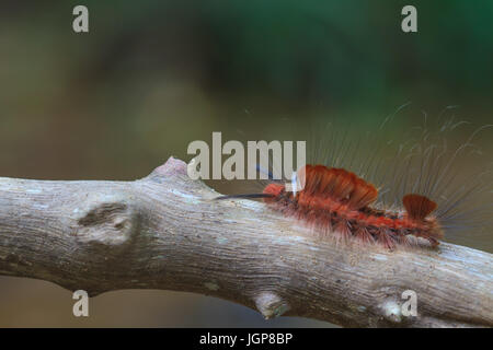 Hariry Caterpillarr, close-up-Raupe im Tropenwald Stockfoto