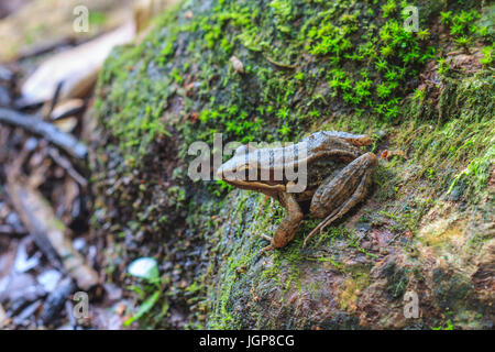 schön dunkel-seitig Frosch im tropischen Regenwald (Hylarana Nigrovittata) Stockfoto