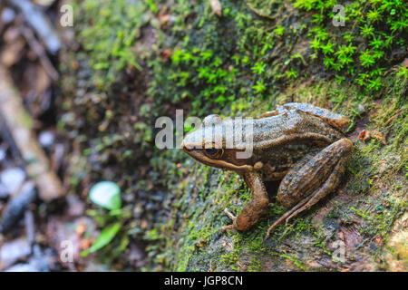 schön dunkel-seitig Frosch im tropischen Regenwald (Hylarana Nigrovittata) Stockfoto