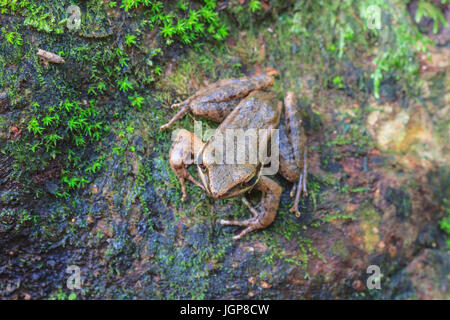 schön dunkel-seitig Frosch im tropischen Regenwald (Hylarana Nigrovittata) Stockfoto