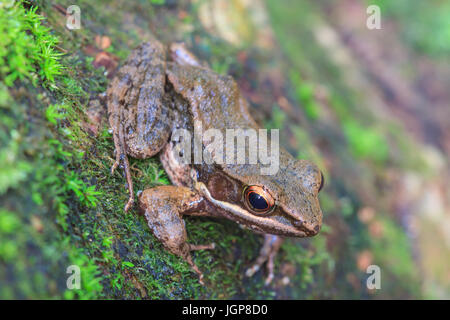 schön dunkel-seitig Frosch im tropischen Regenwald (Hylarana Nigrovittata) Stockfoto