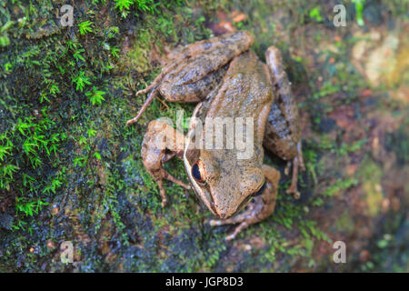 schön dunkel-seitig Frosch im tropischen Regenwald (Hylarana Nigrovittata) Stockfoto