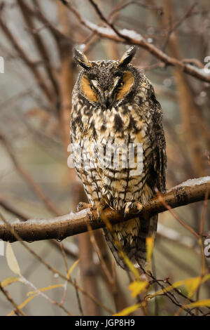 Große Horneule (Bubo virginianus), Big Cottonwood Canyon, Utah Stockfoto