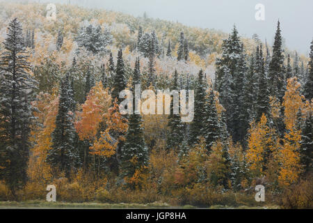 Herbst Schneesturm, Big Cottonwood Canyon in Utah Stockfoto