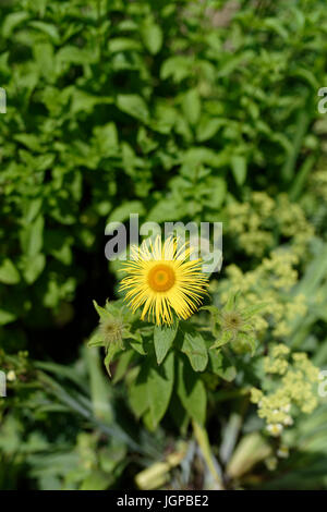 Gelbe Ochsenblüte, Buphthalmum salicifolium, Blütenkopf mit weichem Fokus, verschwommener Hintergrund im Nordwesten englands Stockfoto