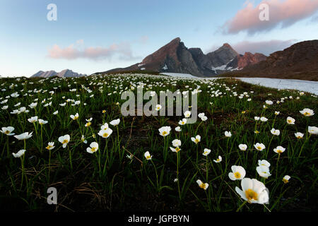 Ein Blick über die felsige Gipfel mit Schnee und zarte Alpenblumen im Vordergrund, Hautes Alpes, Frankreich. Stockfoto