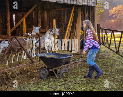 Ziegen auf Bauernhof bringt junge Arbeitnehmerin frisches Heu Stockfoto