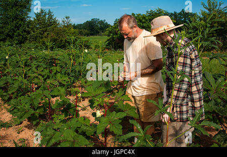 Landwirte im Bereich tätig, untersucht Pflanzen Stockfoto