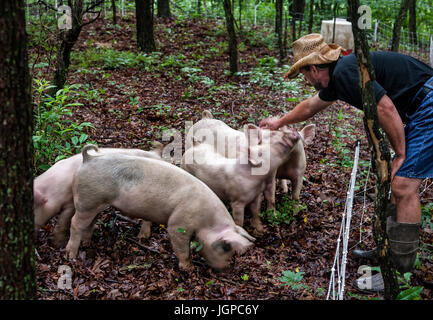 Still-Leben Stockfoto