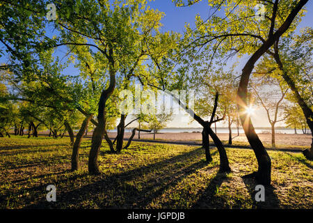 Magische Morgen mit der aufgehenden Sonne eine Spiel von Licht im Stadtpark zu schaffen. Monastyrskyj Insel, Dnepropetrovsk, Ukraine Stockfoto