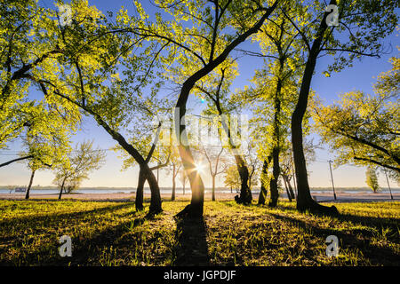 Magische Morgen mit der aufgehenden Sonne eine Spiel von Licht im Stadtpark zu schaffen. Monastyrskyj Insel, Dnepropetrovsk, Ukraine Stockfoto