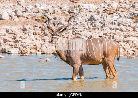 Eine größere Kudu Bull, Tragelaphus Strepsiceros, stehend in einem Wasserloch Stockfoto