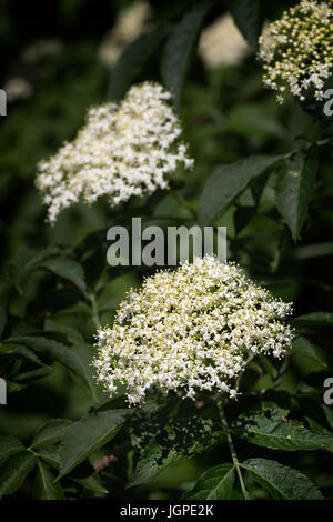 Älteren weißen Blüten Cluster, Sambucus Nigra Blüte medizinische Strauch Pflanzen in der Familie Adoxaceae, Laubbaum Stockfoto