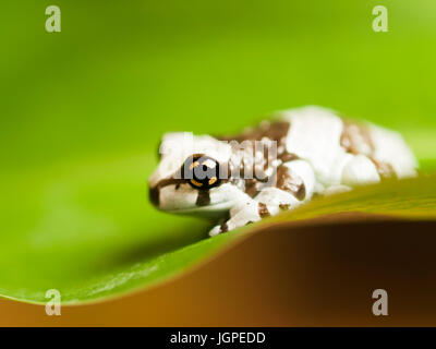 Portrait von Mission golden-eyed Tree Frog Standortwahl auf dem Blatt - trachycephalus resinifictrix Stockfoto