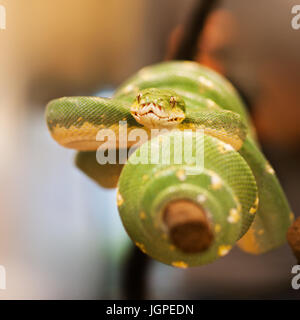 Green Tree python-Morelia viridis - auf dem Zweig für Angriff vorbereitet Stockfoto