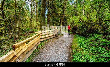 Frau wandern durch den gemäßigten Regenwald von Kanaka Creek Regional Park in der Nähe der Stadt Maple Ridge im wunderschönen British Columbia, Kanada