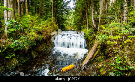 Upper Rolley Falls im gemäßigten Regenwald des Rolley Lake Provincial Park in der Nähe von Mission, der Stadt in British Columbia, Kanada Stockfoto