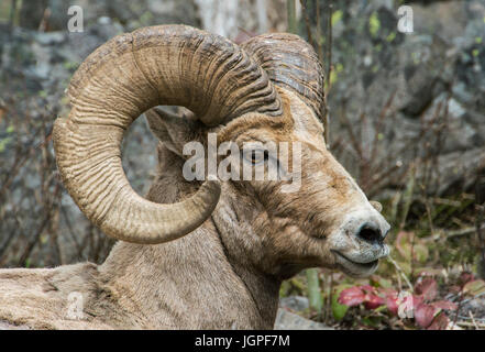 Dickhornschaf (Ovis Canadensis), Kopf Blick auf Ram, Yellowstone-Nationalpark, Wyoming, durch Bruce Montagne Stockfoto