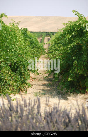 Traube Weingarten - Walla Walla, WA. USA Stockfoto