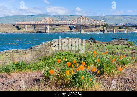 Orange Mohn blüht in der Nähe von The Dalles-Brücke über den Columbia RIver.  Die Dalles, Oregon Stockfoto