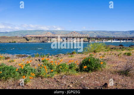 Orange Mohn blüht in der Nähe von The Dalles-Brücke über den Columbia RIver.  Die Dalles, Oregon Stockfoto