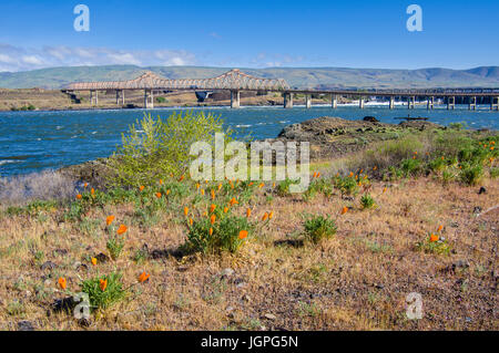 Orange Mohn blüht in der Nähe von The Dalles-Brücke über den Columbia RIver.  Die Dalles, Oregon Stockfoto