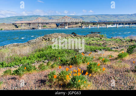 Orange Mohn blüht in der Nähe von The Dalles-Brücke über den Columbia RIver.  Die Dalles, Oregon Stockfoto