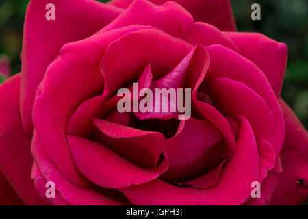 Rote Rose aus nächster Nähe in einem Garten in der Wanderer-Kapelle in Rancho Palos Verdes, Kalifornien Stockfoto