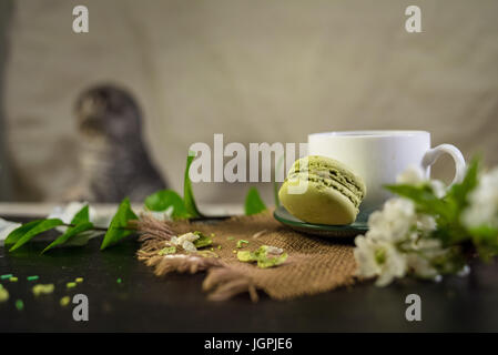 Scottish Fold Katze mit weißen Tasse Kaffee und grünem Makronen Stockfoto