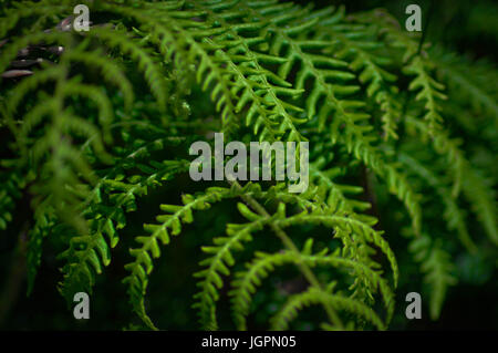 Bracken Wedel, Detail. Stockfoto