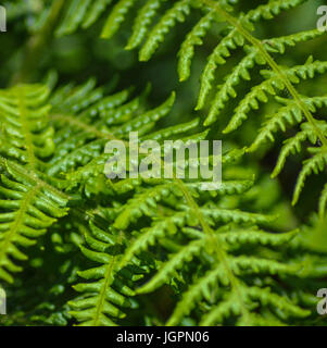 Bracken Wedel, Detail. Stockfoto